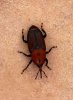 The dreaded palm-killing 'Red Weevil', spotted in Málaga, S.Spain.